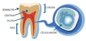 celulas madre dentro del diente
