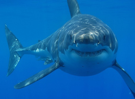 Dientes de tiburón para implantes óseos o dentales